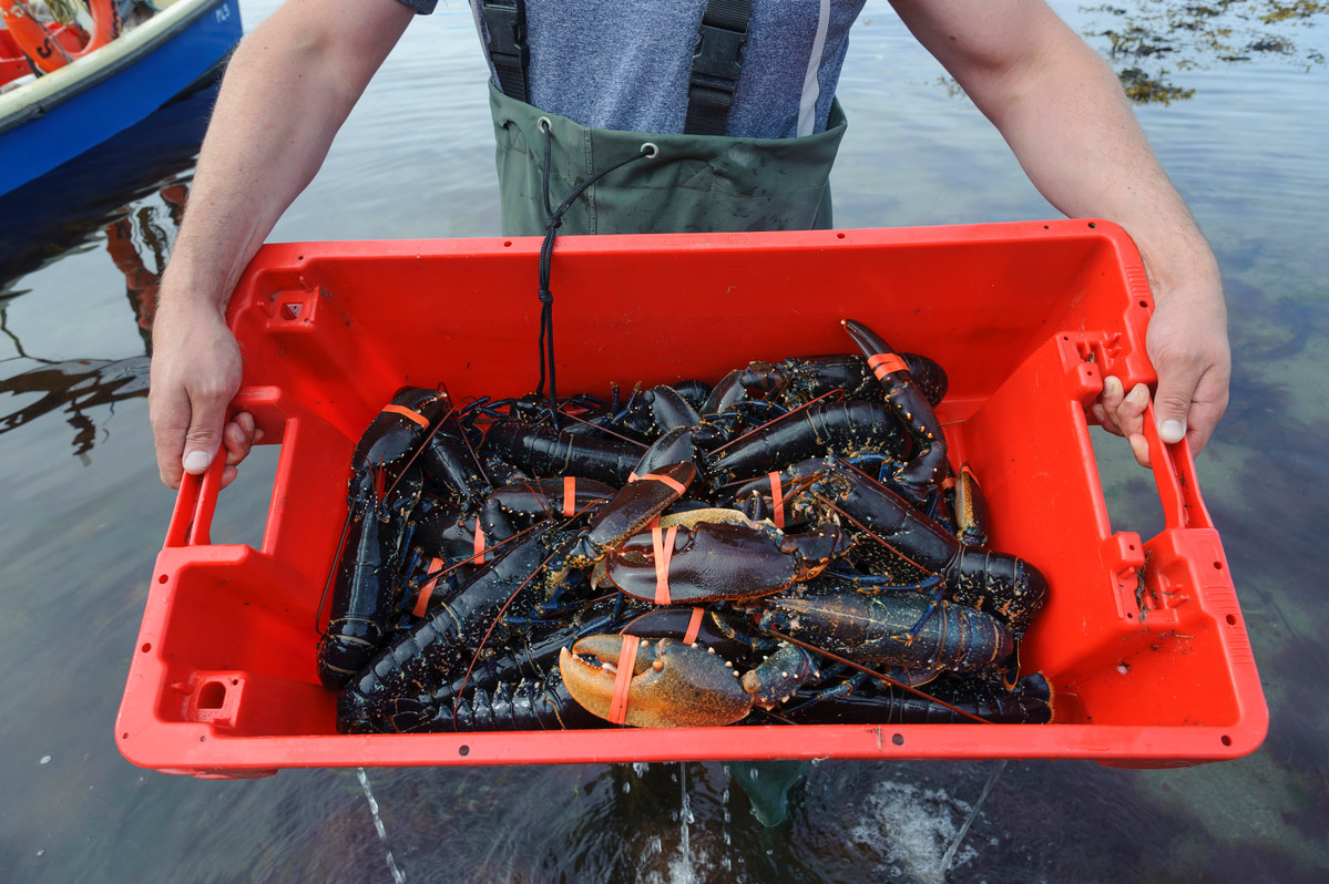 isle of man lobsters